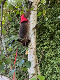 cat in a tree brown cat in a red harness and leash climbing a tree