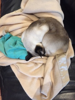 nuggetini chocolate point cat curled into a circle on a tan blanket